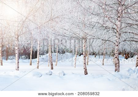 Young birches covered with snow and hoarfrost in the snowy winter park with in frosty sun day