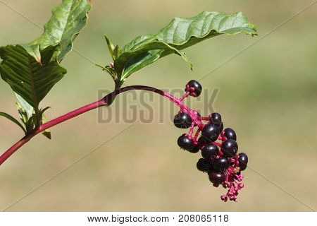 American Poleweed Pokeberry (Phytolacca americana) is common throughout the United States and is highly toxic to humans