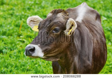Portrait Of Cow