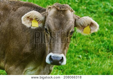 Portrait Of Cow