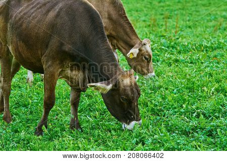 Cows In The Pasture