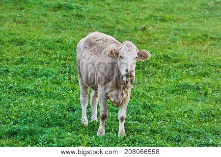 Cow In The Pasture