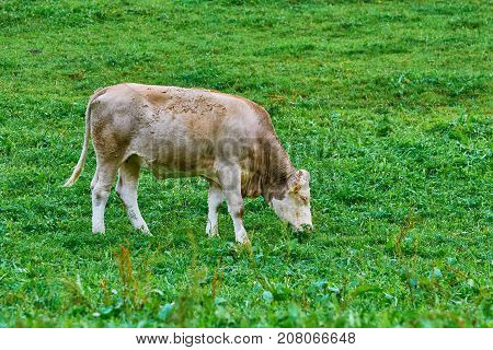 Cow In The Pasture