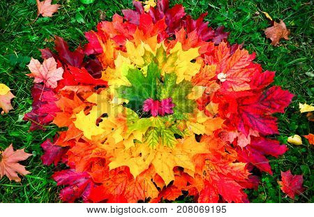 Colourful red, orange and yellow leaves on the grass