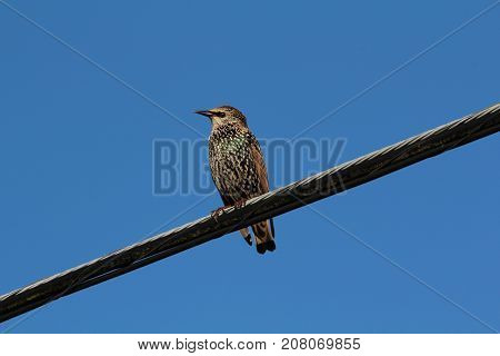 European Starling resting on a power line.