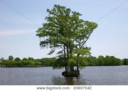 Bald Cypress