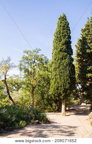 The Nikitsky Botanical Garden In Yalta