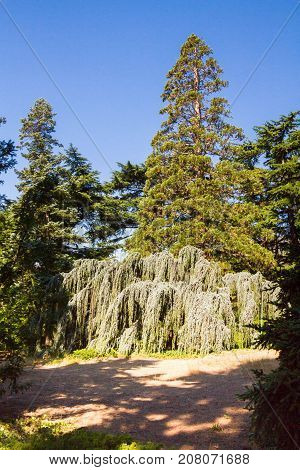 The Nikitsky Botanical Garden In Yalta