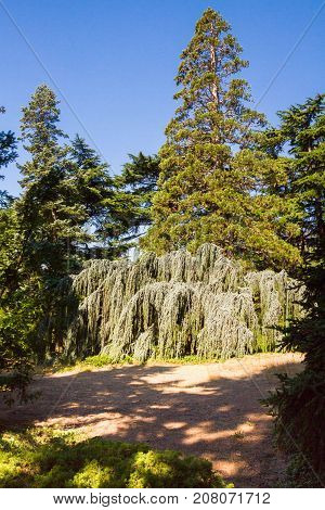 The Nikitsky Botanical Garden In Yalta