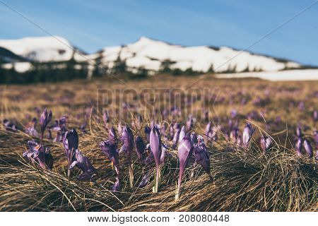Spring mountain landscape with violet crocuses blooming on the meadow. White mountains and blue sky are on background