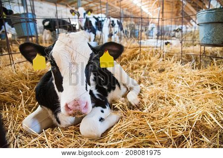 Calf In The Cowshed