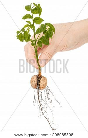 Female Hand Holds  Seedling Of A Walnut, Isolated On White Background