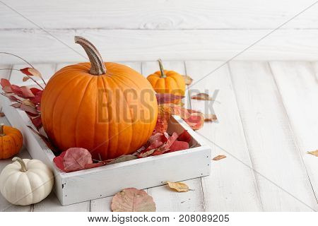 Autumn pumpkins and colorful leaves decorations for Halloween and Thanksgiving holidays