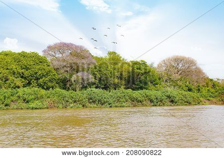 Pantanal Landscape With The Rive, Birds And Green Vegetation