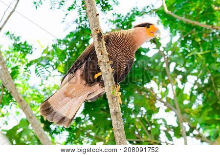 Carcara Hawk With Brown And White Feathers On A Tree Branch