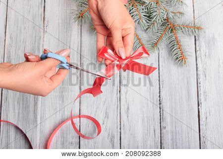 Hands with scissors, cut off a red bow. Close-up . Next to it is a branch of spruce.