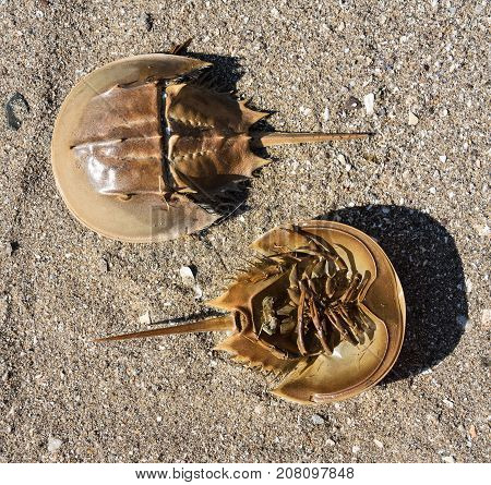 Horseshoe Crabs are arthropods of the family Limulidae and Order Xiphosura / Xiphosurida invertebrate.  This picture shows the top and underside of the crustacean.