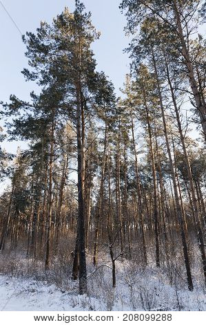 photography of trees after snowfall. Winter season. In the background a blue sky