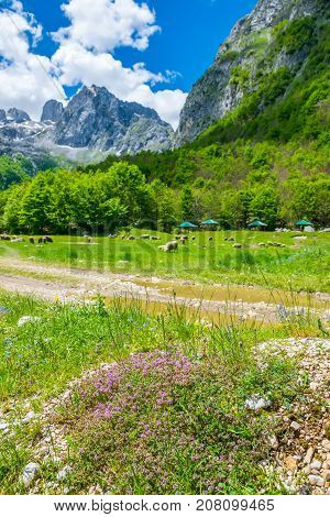 Picturesque Flowers In The Meadow In The High Mountains.