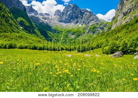 Picturesque Flowers In The Meadow In The High Mountains.