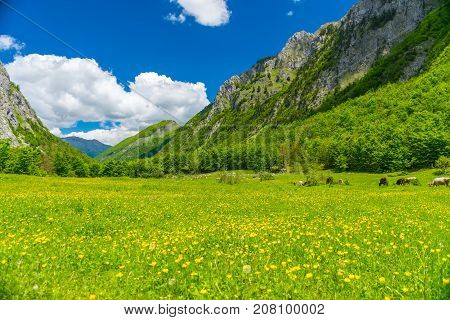 Picturesque Flowers In The Meadow In The High Mountains.