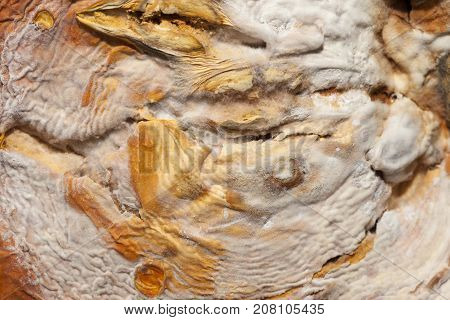 A Rotten Pumpkin, On Which Mold Was Formed. Close-up Photo