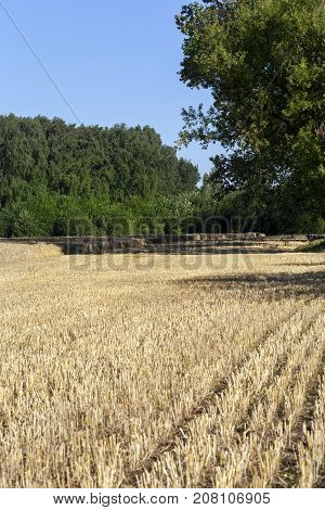 Harvesting Barley On The Field. Part Of The Territory Has Already Been Mown Down And A Large Grain C