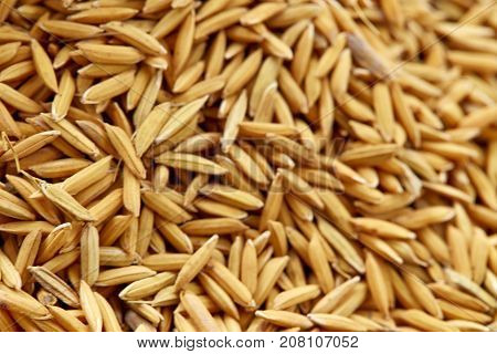 Rice Seed Background & Texture