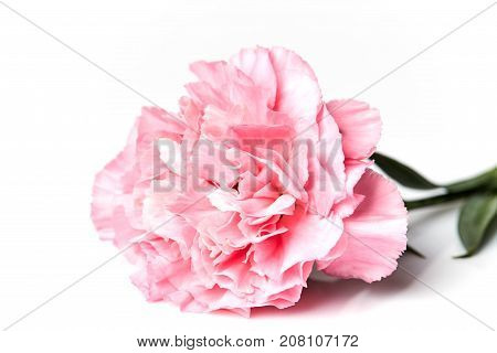 Pink Carnation Flower Isolated On White