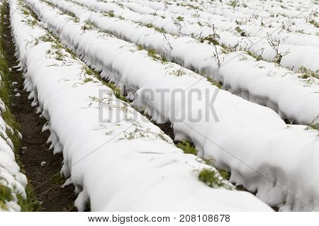 Agricultural Field Which Shows No Crop Harvested Carrots Covered With Snow. Autumn Season. The Photo