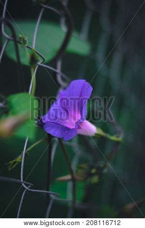 Summer flowers - petunias on a blurred background