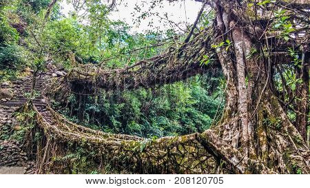 Living Root Bridges of Meghalaya - Double Decker