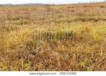 The Field On Which Grows In The Yellowed Grass Autumn Season. The Photo Was Taken Close-up, Small De