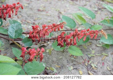 red Bauhinia strychnifolia is the Thai herble plant help in fix the flu