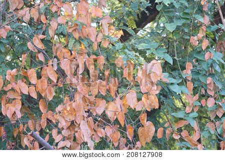 red Bauhinia strychnifolia is the Thai herble plant help in fix the flu