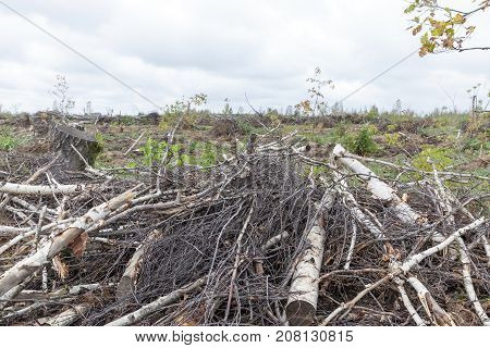Branches And Trunks Of Birches Broken By A Hurricane And Sawn After That On Wood. Photo In Cloudy We