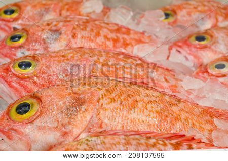 Bigeye Ocean Percal fish at fish market in Sydney New South Wales Australia