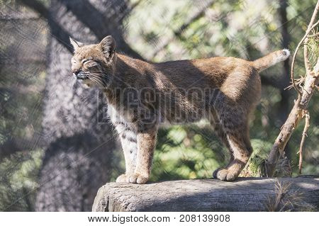 Siberian Lynx. Wild Animal In Zoo