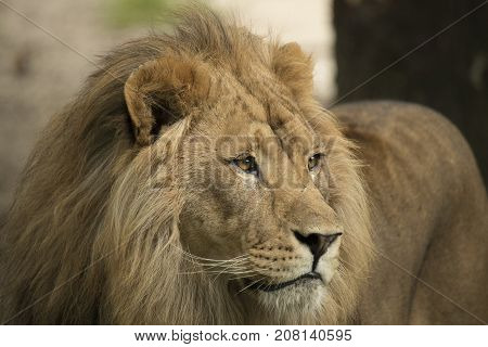 Headshot of an adult male lion staring