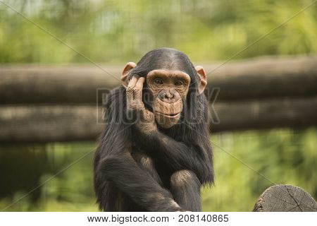 Young chimpanzee looking in camera and scratching