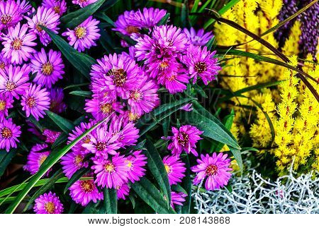 Purple autumnal daisy flowers (Aster) and golden heather (Erica carnea)