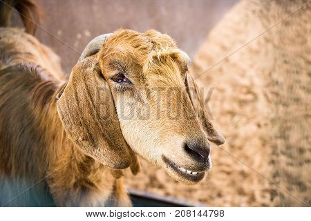 Smiling funny goat. Portrait of a brown goat. Selective focus.