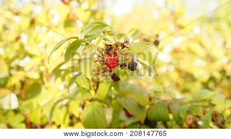 Raspberry