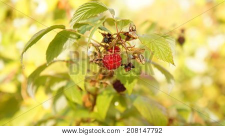 Raspberry