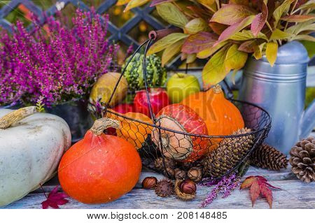 Pumpkins and autumn harvest and autumn decoration in the garden.