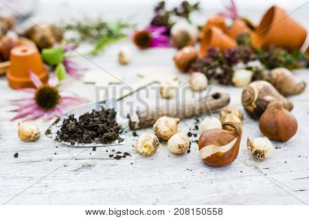 Flower bulbs and garden accessories for planting in the ground.