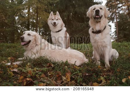 Three dogs Siberian Husky and Golden Retrievers are sitting in autumn park resting during walk