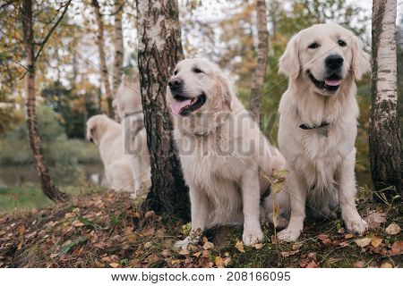 Three dogs Siberian Husky and Golden Retrievers are sitting in autumn park resting during walk