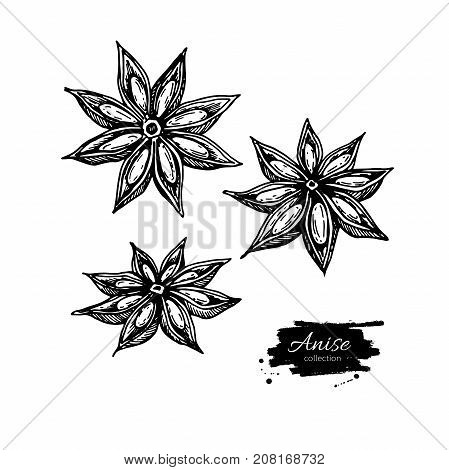 Anise Star Vector drawing set. Hand drawn sketch. Seasonal food illustration isolated on white. Engraved style spice and flavor object. Cooking and aromaterapy ingredient.