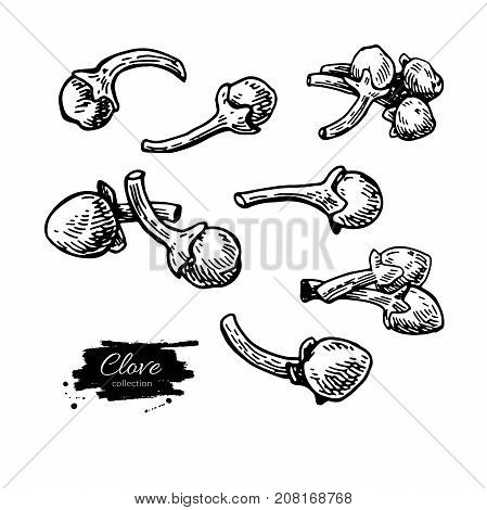 Clove vector drawing. Hand drawn sketch. Seasonal food illustration isolated on white. Engraved style spice and flavor object. Cooking and aromaterapy ingredient.